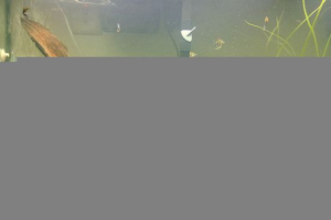 Як вибрати і обробляти в акваріумі? Як вибрати і обробляти в акваріумі?